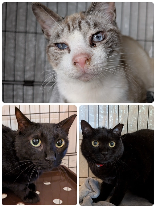 愛護センターより3匹お迎えしました