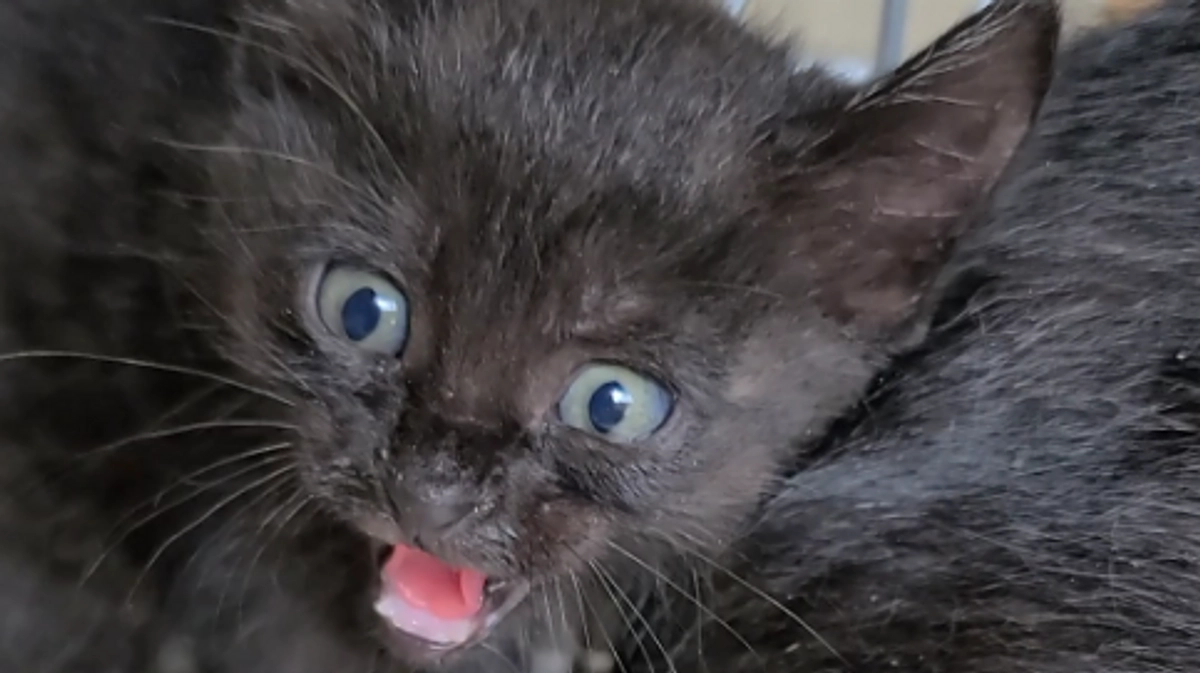 多頭飼育崩壊から保護依頼！YouTubeショートにてアップしました！