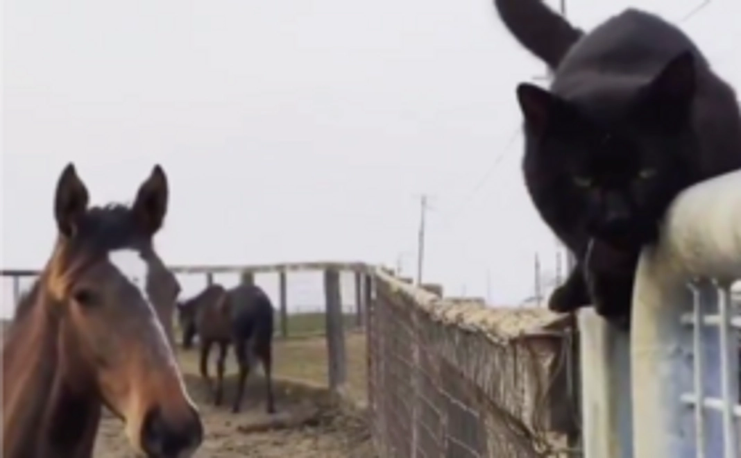 3, 馬も他の動物たちも幸せに過ごせる牧場へ-全力応援コース-