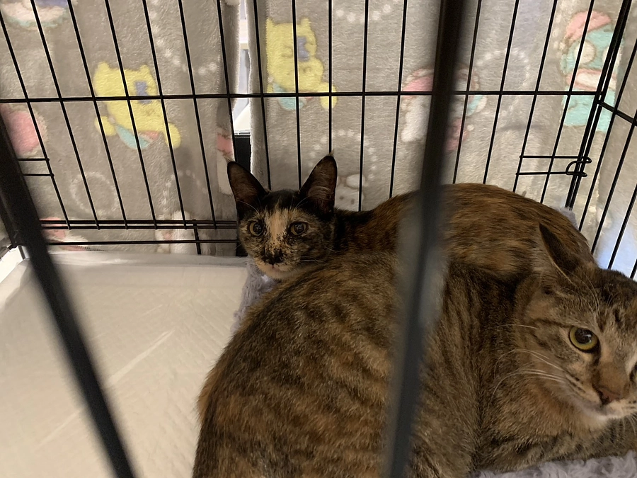 キジちゃん、サビちゃん　譲渡会頑張りました！