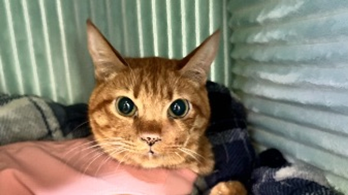 4／22以降の明細書です