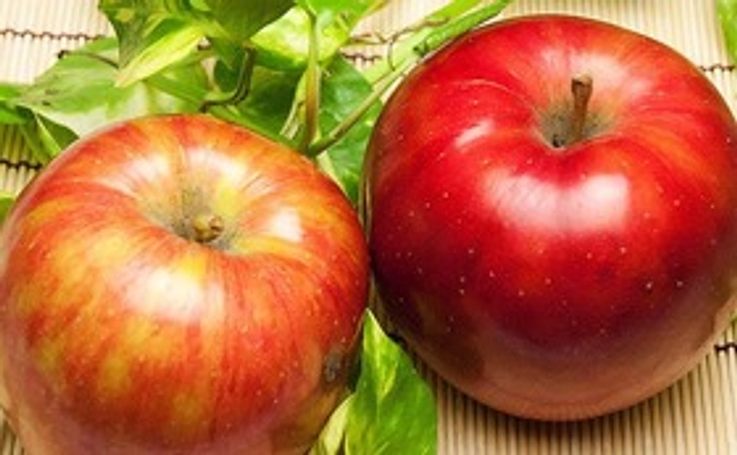 有機JAS認定栽培りんごオーナー権（１年）