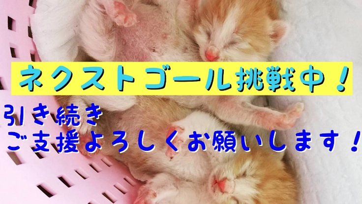 乳飲み子を育成し譲渡へ命を繋ぐ！