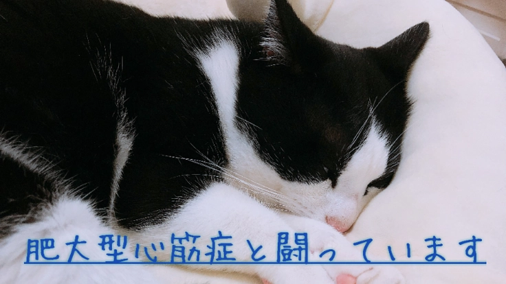 肥大型心筋症と戦う4歳の愛猫ぱんちゃんを助けてください