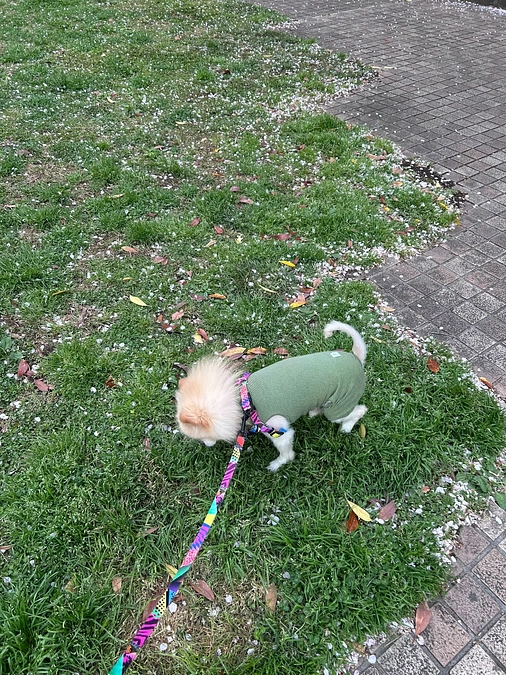 52/59 ‪☆ 飼い主の体調不良