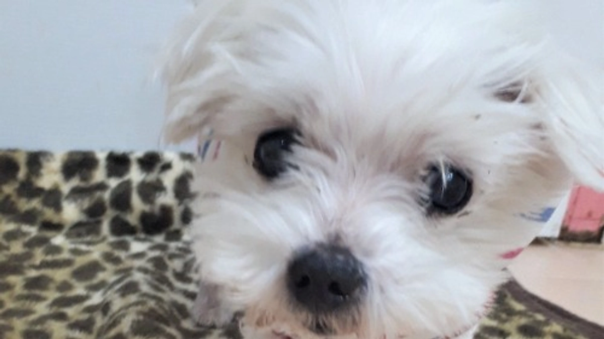 【応援メッセージ】高齢で疾患のある「選ばれない犬」を迎えると幸せになるのか？（相葉君トリミング犬）