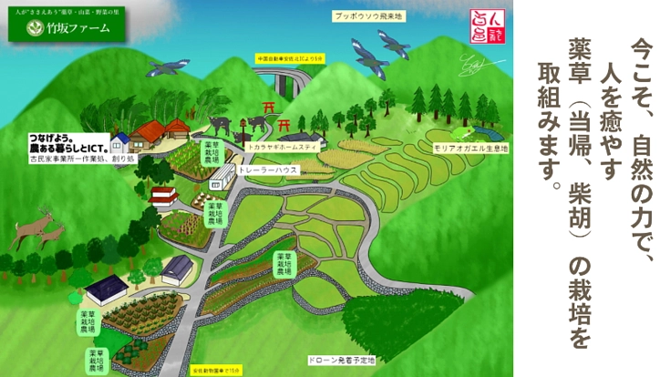 広島県に自然の力で人を癒す、薬草（当帰・柴胡）の里を創る！