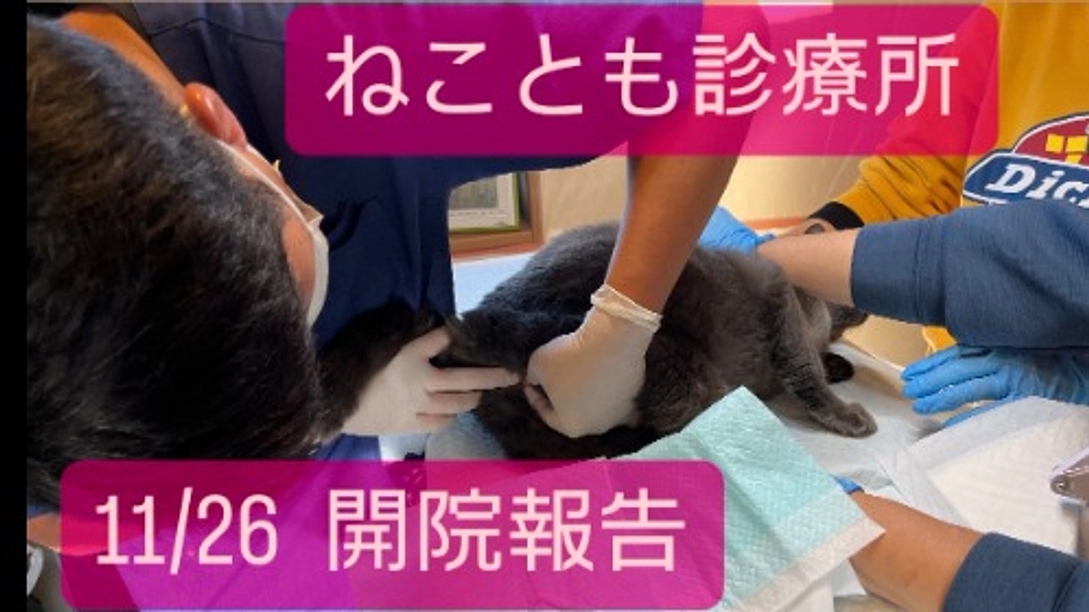ねことも診療所 開院致しました！