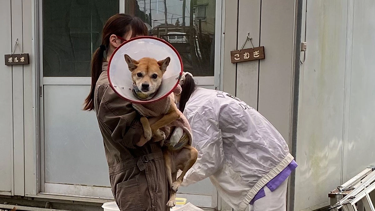 狂犬病予防注射月間をご存知ですか？