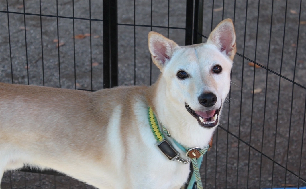 保護犬を身近に感じる500円コース