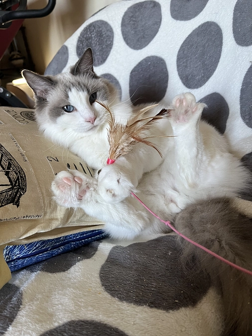 ソラの食事サプリメント購入纏め③(トイーツ、ちゅーる編)