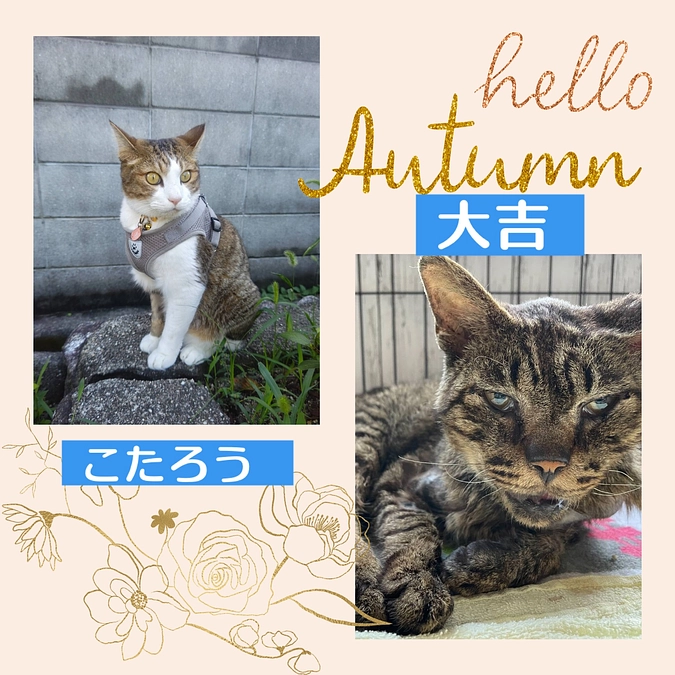 残り4日‼️わにゃんこメンバーリレー応援メッセージ3人目‼️