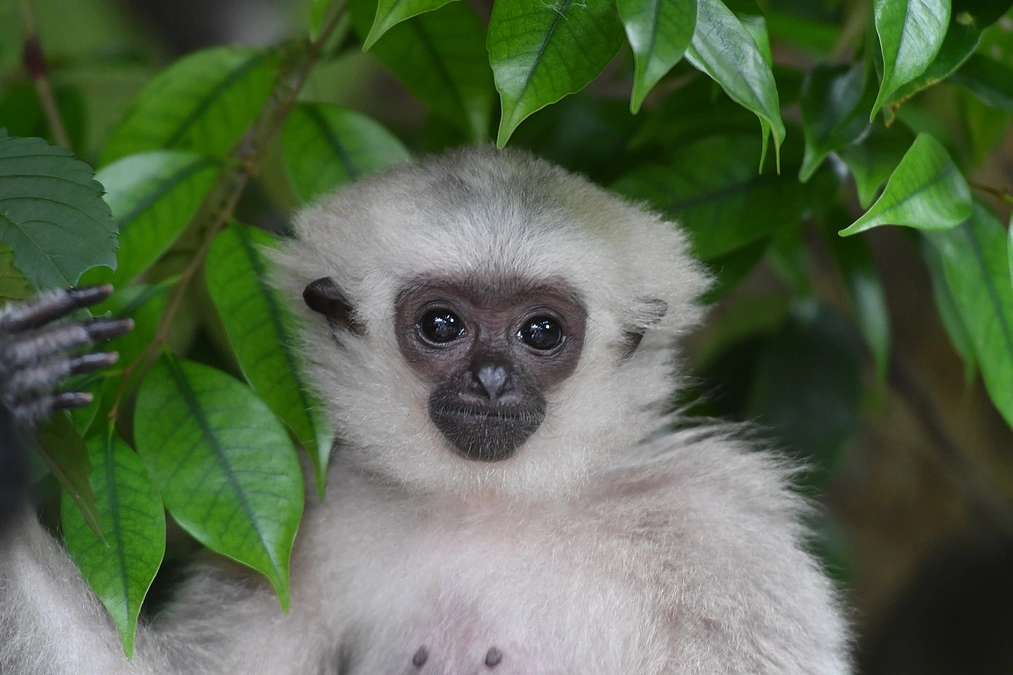 【ズーラシア情報】ボウシテナガザルのプロイ