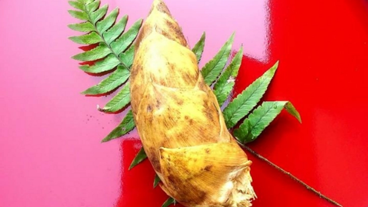 先祖代々の竹藪を整備し、多くの方へおいしいタケノコを届けたい