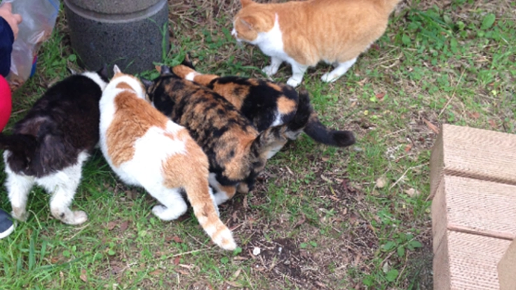 保護猫に新しい家族を見つけるためにふれあいサロンをつくりたい