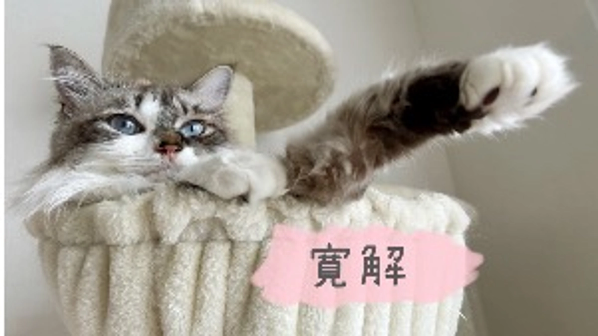 FIP寛解のご報告