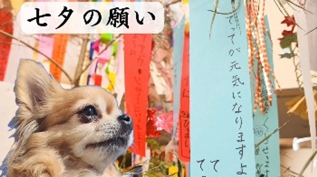 七夕の願い【活動報告23日目】