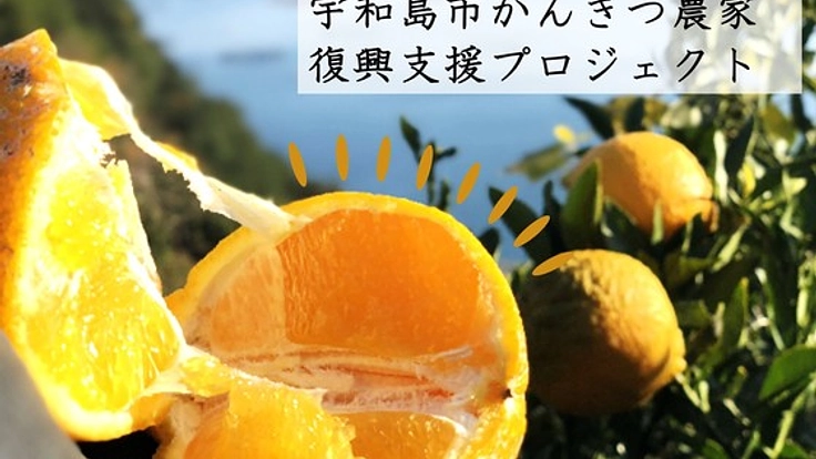 農業関係の被害総額150億円 愛媛県宇和島市の柑橘農家にご支援を