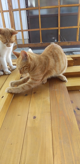 仔猫去勢、避妊手術