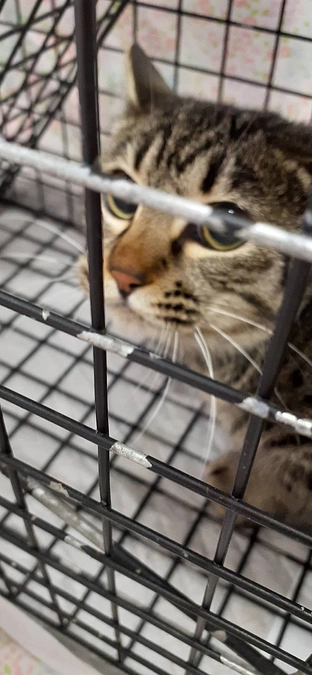 三月TNR活動　辛い季節です。。。