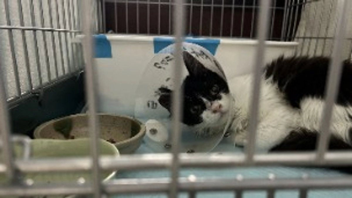 残り2日✨終了が目前に迫りました！ 〜負傷猫について〜