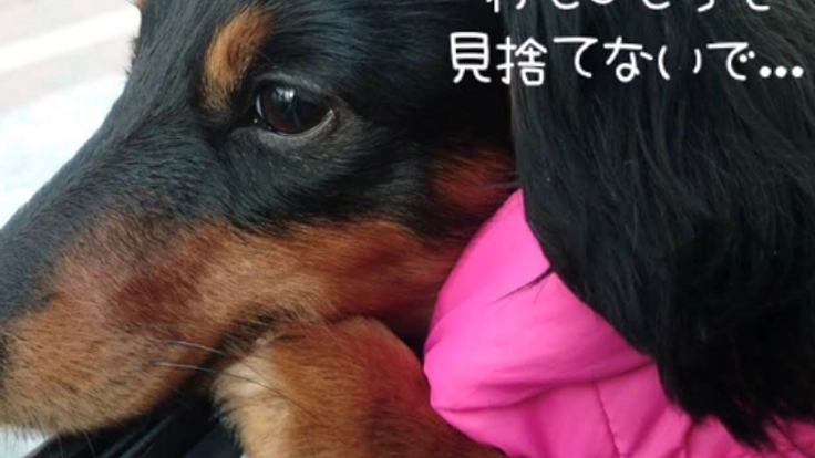 年間4万頭を超える犬猫の殺処分をゼロにしたい！