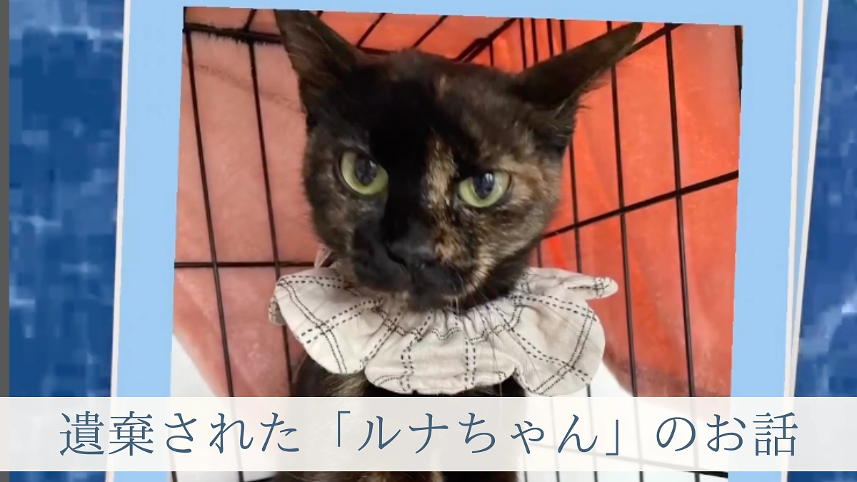 【10日までに第一関門120万円へ。あと17万6千円】動物遺棄に付いてのお話〜猫にも感情があります〜