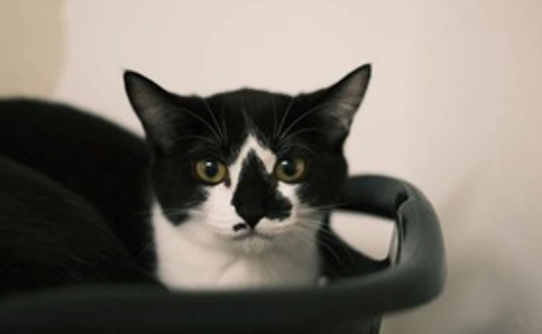 御礼のメールとシェルターの子の写真添付