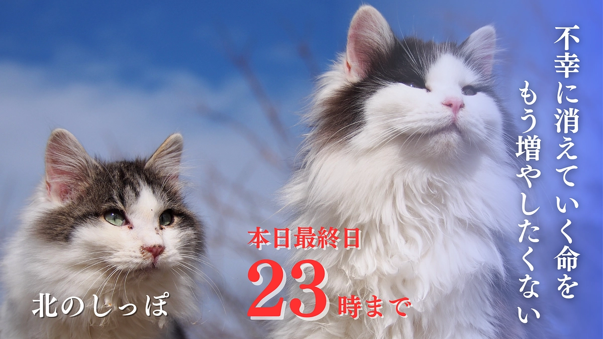 【本日最終日】