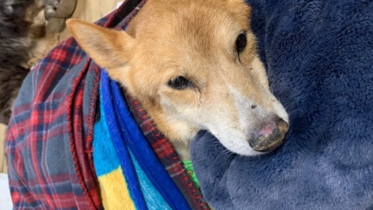 アニマルライブ|シェルターの裏山に動物と人の憩いの場を作りたい!