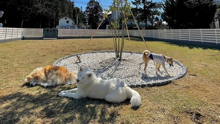 愛犬に質のよい介護と環境を　飼い主さまに安心と癒しを　