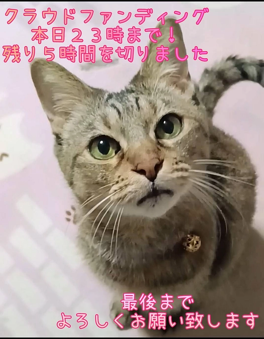 クラファン本日２３時まで！