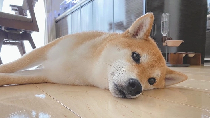 【乳び胸】愛犬「ウィル」の命を救ってください。