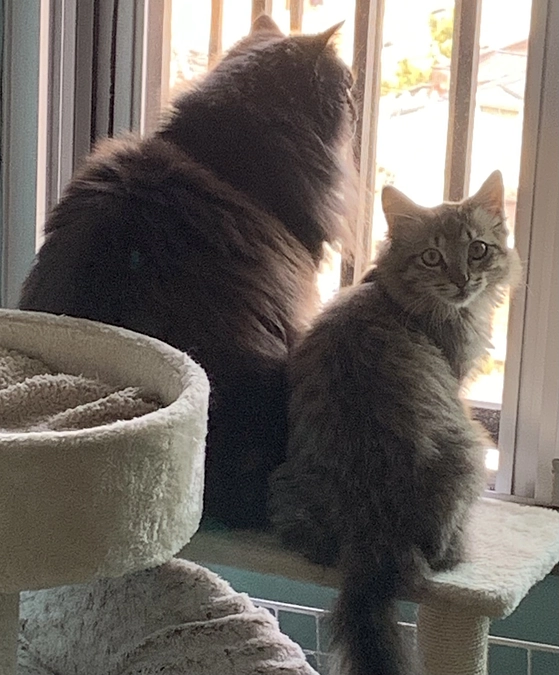 先住猫チョコ、大ピンチ！(ちゃむの事ではないので興味のない方はスルーしてください)