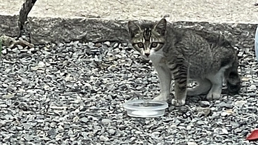 初めての保護猫活動。私に小さな命を守らせてください。