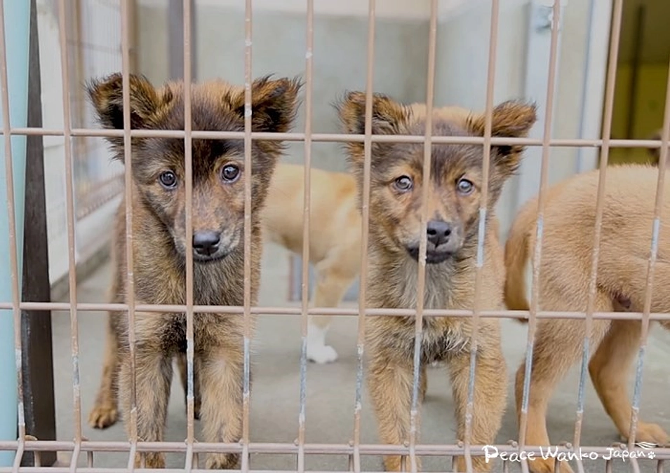 怯える瞳に寄り添う。命の現場で