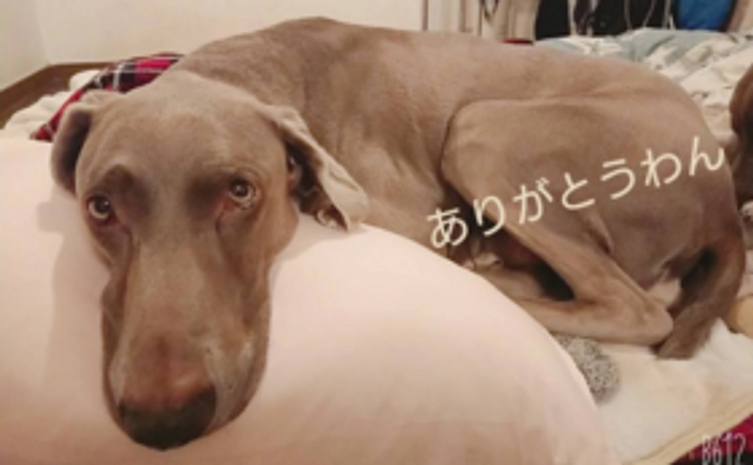 ご支援ありがとうございます＾＾