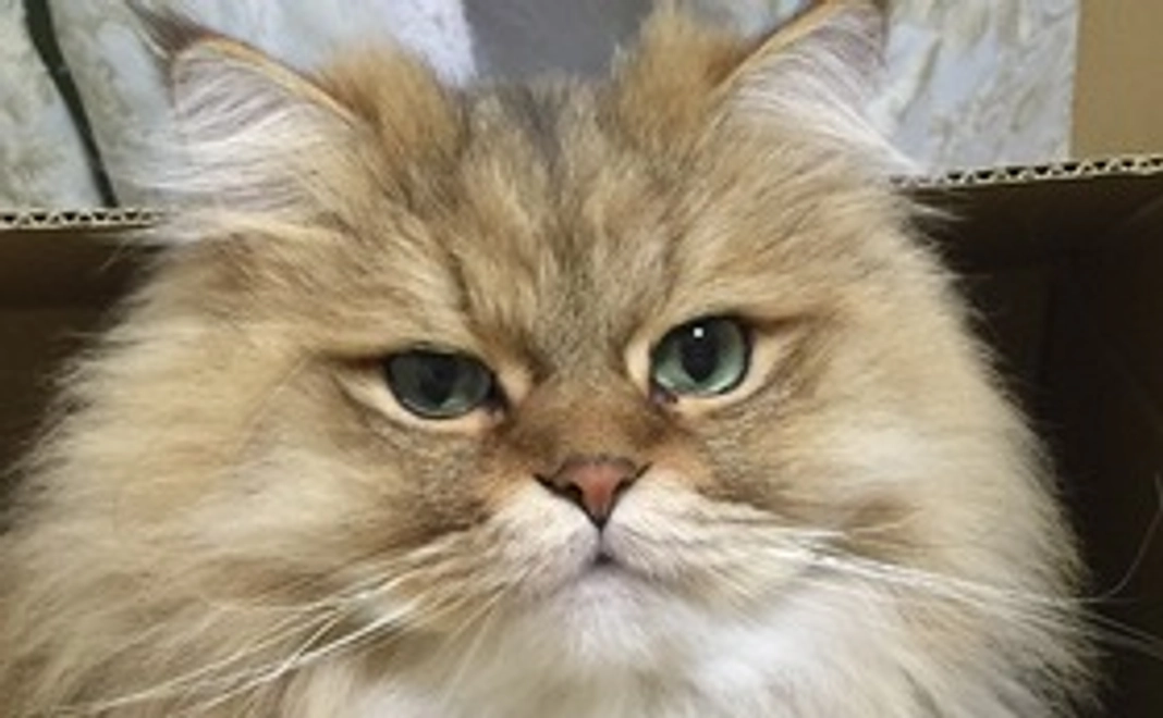 チャチャを応援ありがとう！コース1