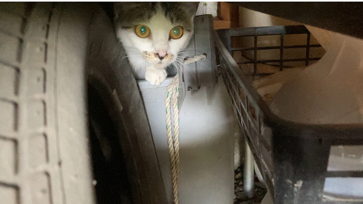 野良に見えない猫たちの行方