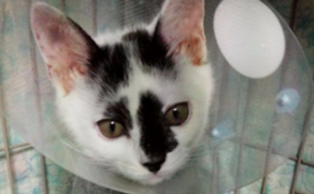 コウちゃんの写真つきサンクスレター