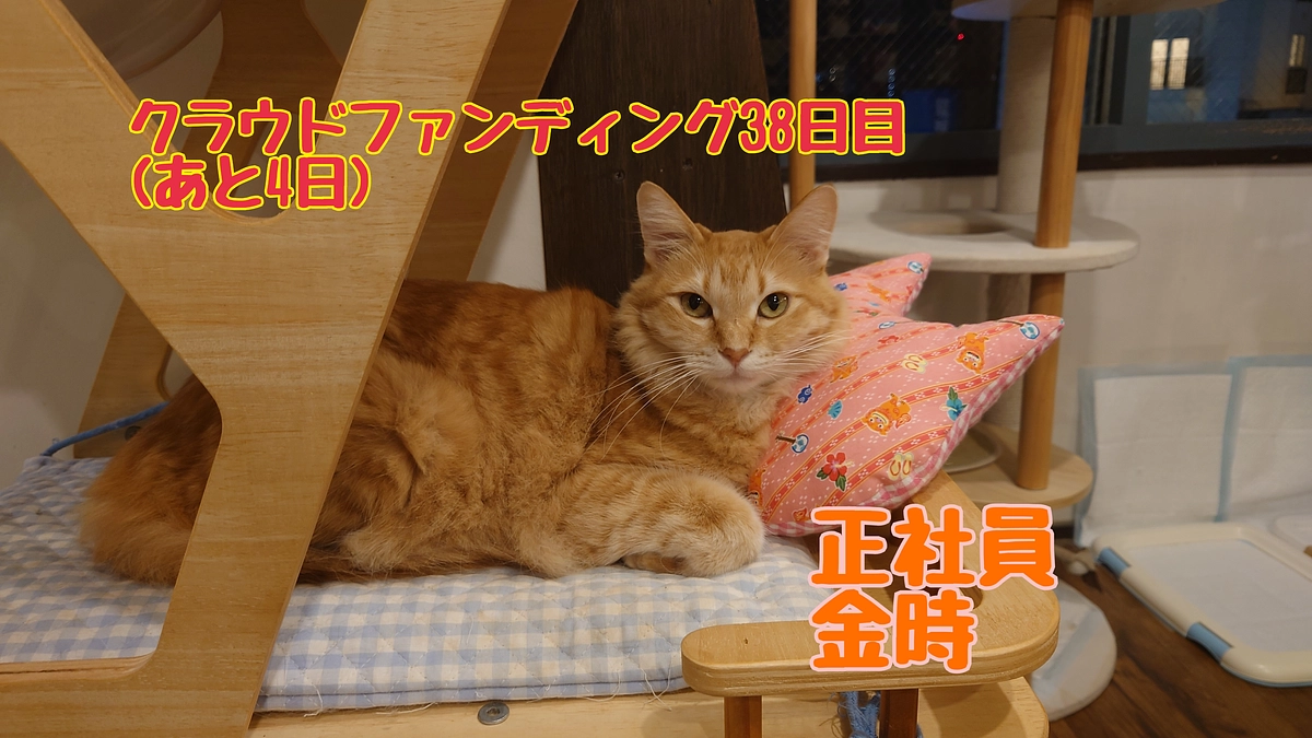 猫カフェのお仕事・閉店後編。