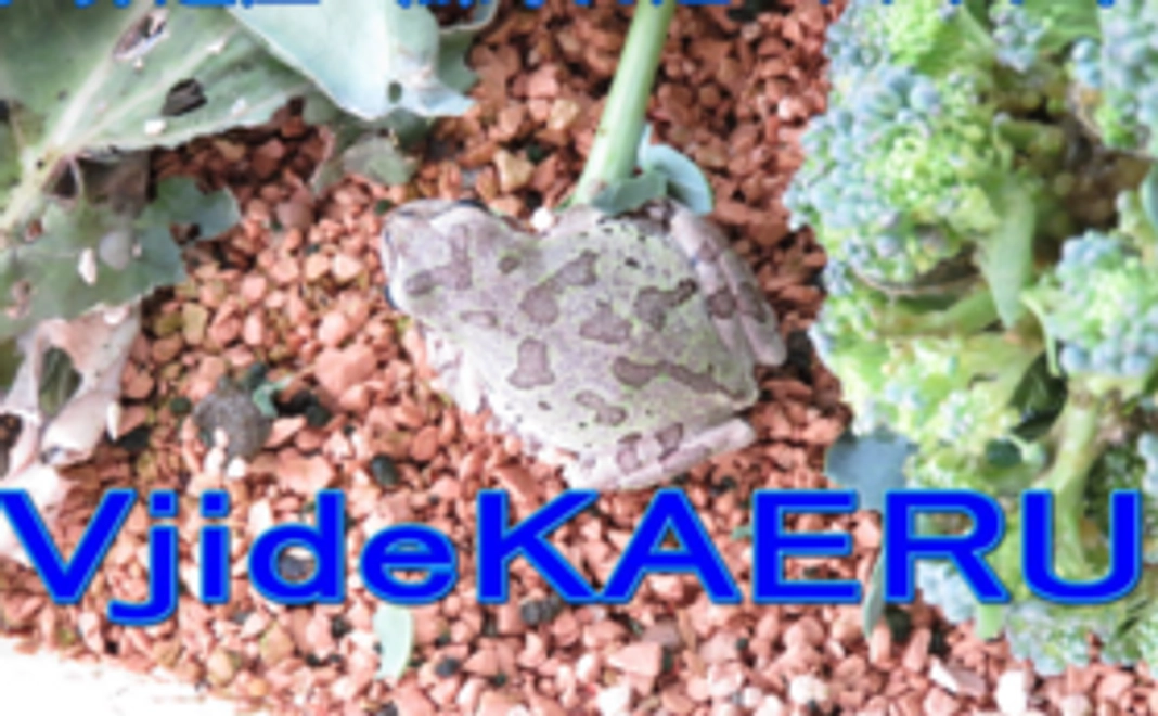 ケロケロ支援!写真集と大きいカエルの写真コース