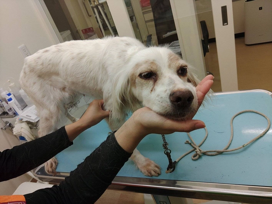 昨日のレスキュー