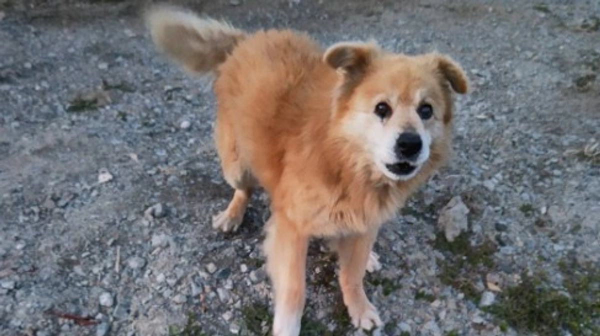 飯舘村にポンタという犬がいました。