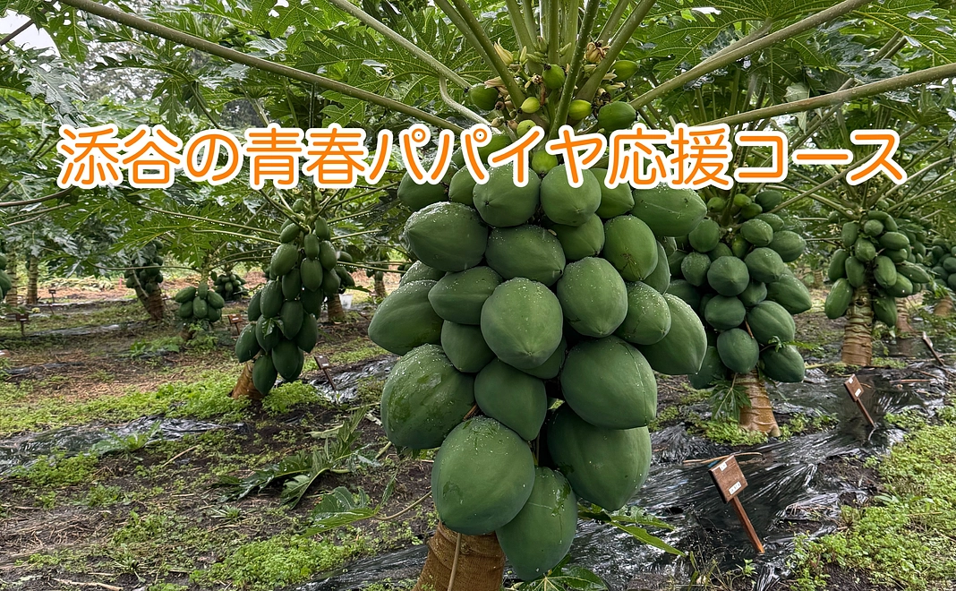 添谷の青春パパイヤ応援コース10000 芳名板お名前掲載