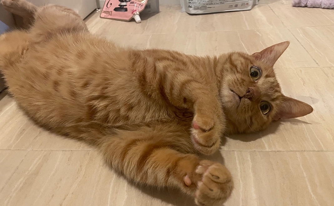 虎徹‼︎応援団　1000円