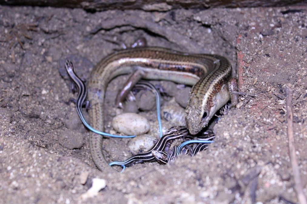 トカゲ王の思ひ出・その伍