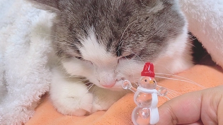 FIP(猫伝染性腹膜炎)に罹患したキイを助けてください