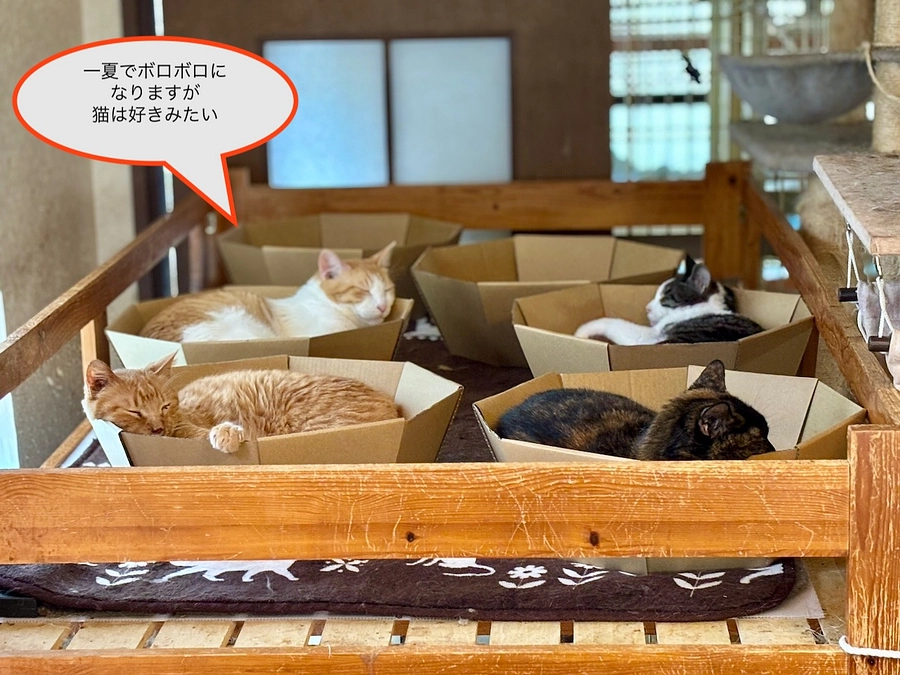 お礼と報告/2025年6月30日