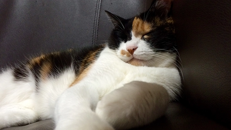 重度の膵炎と腎不全で闘病中の愛猫モモへのご支援をお願いいたします
